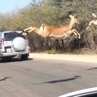 Kruger Park Impala Evades Cheetahs By Hiding In Car [Video]
